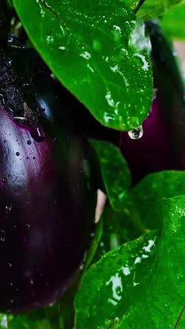 Water droplets cascade over shiny purple eggplants surrounded by lush green leaves. This moment captures the freshness and natural beauty of farm produce, reflecting healthy eating.