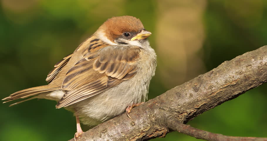 Sparrow, juvenile bird on tree branch,closeup shot