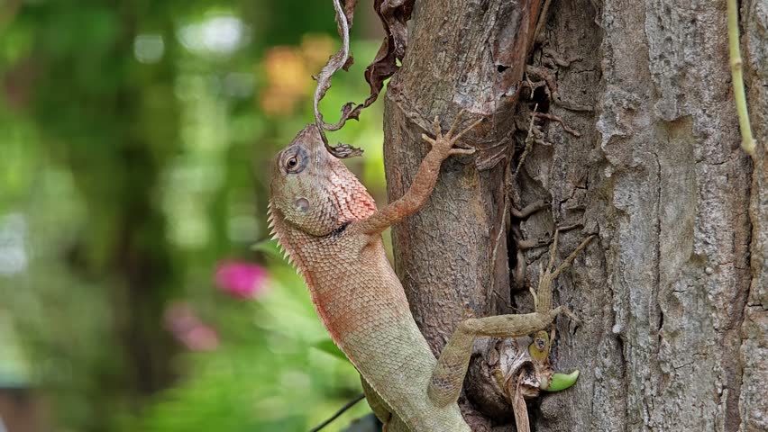 Chameleon in a tropical forest biome.