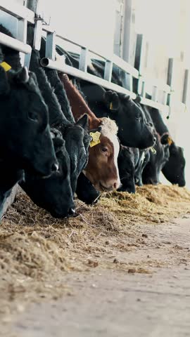 Row of cows, big black purebred, breeding bulls eat hay. Agriculture livestock farm or ranch. a large cowshed, barn.