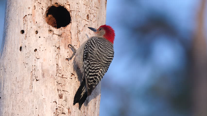 Nesting Red-bellied Woodpecker bird perched on dead tree in Everglades park Florida