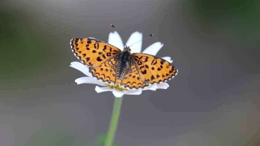  Lesser Spotted Fritillary (Melitaea trivia) butterfly on a flower with wings extended