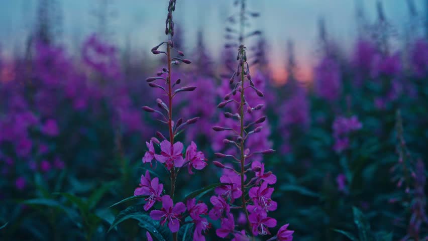 Fireweed