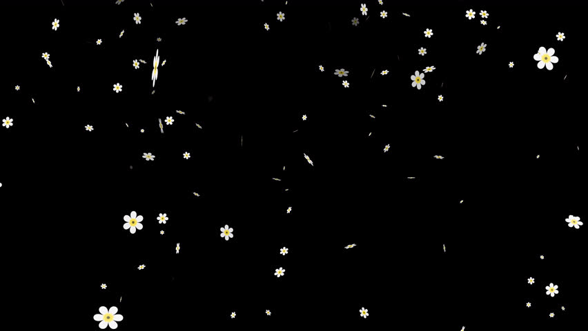 Flowers and falling white petals on alpha channel background, ideal for floral themed designs, wedding invitations, or springtime graphics.