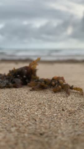 Seaweed washed up on the beach, vertical video