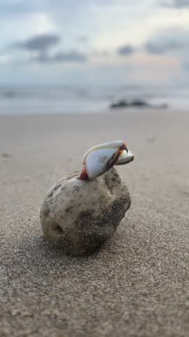 Shells on pumice washed up on the beach, vertical video