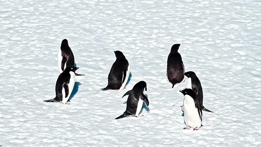 penguins on the ice 4k