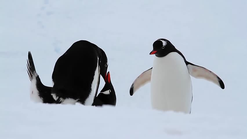 penguin in antarctica 4k video