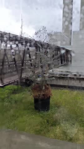 A tree is in a black pot on a grassy area. The sky is cloudy and the grass is green. Airport Medellin, Colombia