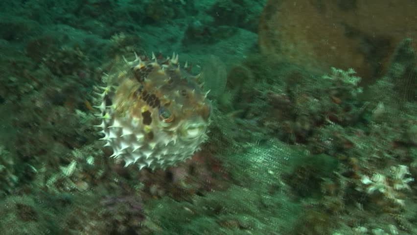 Puffer Fish Royalty-Free Stock Footage #3794414