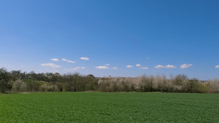 green grass and blue sky. green field and blue sky. Spring landscape of Ukraine. Wheat field in spring against blue sky