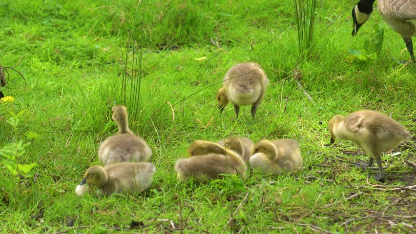 Goslings playfully explore their lush green surroundings near a tranquil pond