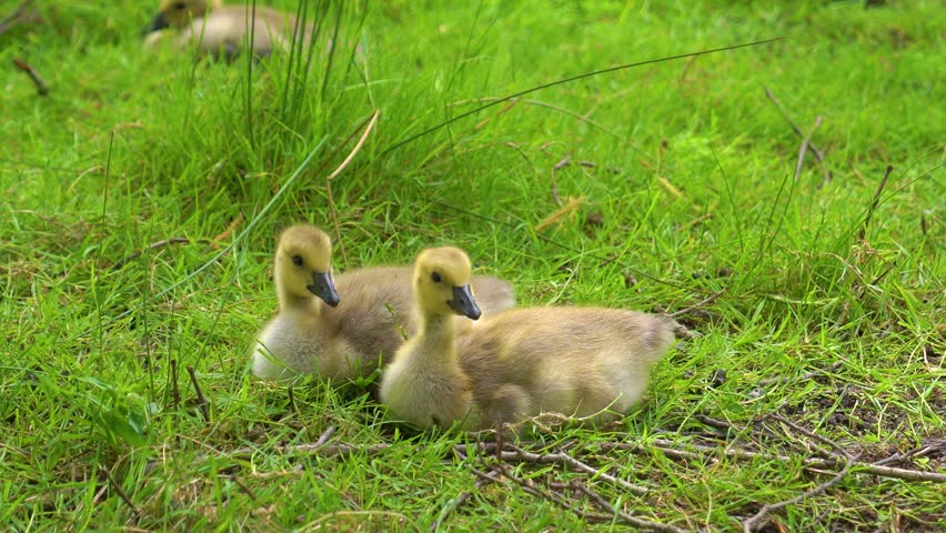 Ducklings explore green grass by their mother in a peaceful scene