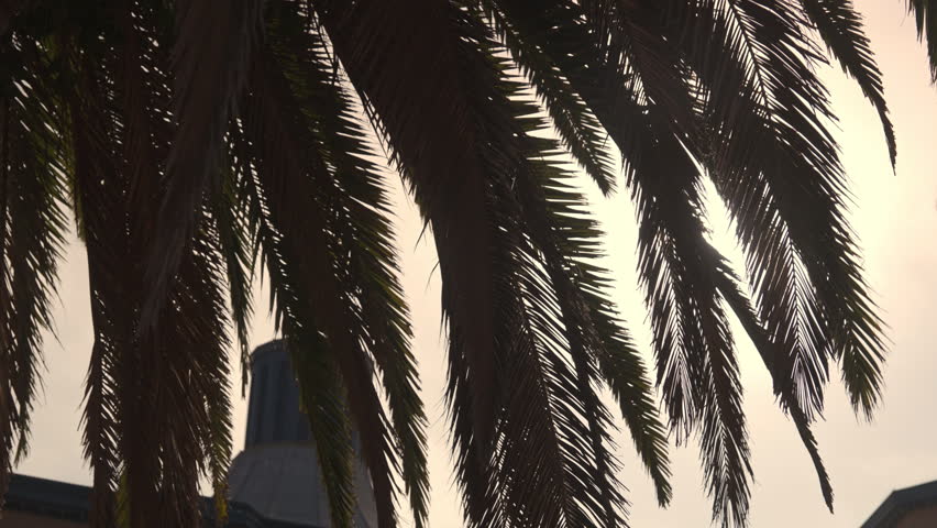 Sun Shining Through Palm Tree Leaves Lens Flare California