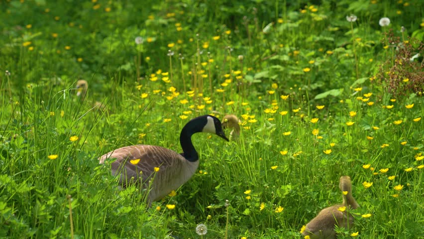 Canada geese wander through a meadow blooming with vibrant wildflowers