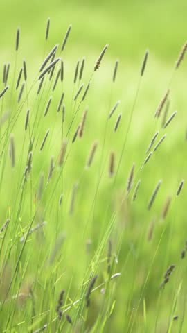 Long grasses moving in the wind in green grass meadow in the rural countryside