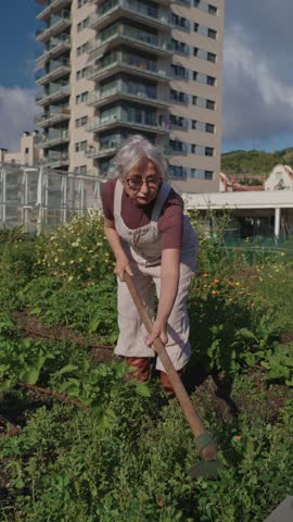 Senior farmer hoeing vegetable garden in slow motion