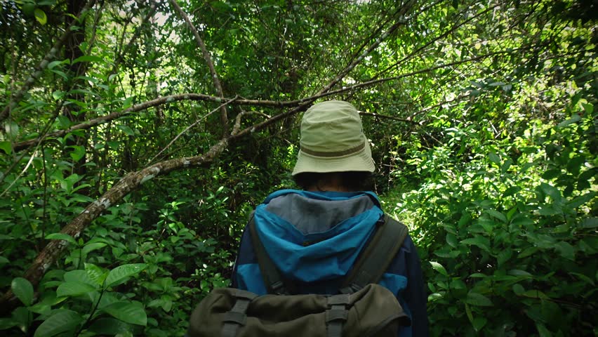 A person wearing trekking gear ventures through a lush and vibrant natural jungle path surrounded by dense greenery. A traveler walks in the forest thicket