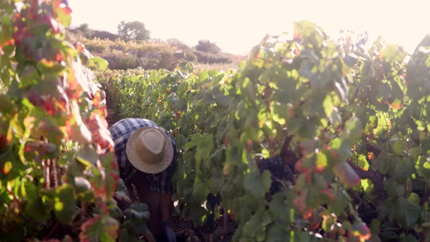 Farmer worker collect grapes for wine production in harvest season. Winegrower agriculture business