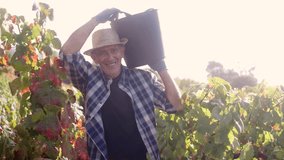 Farmer worker collect grapes for wine production in harvest season. Winegrower agriculture business - Powered by Shutterstock - Get 15% off with code: PIKWIZARD15