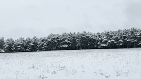 Snowy trees under a cloudy sky, Frozen landscape in winter, Evergreen woods covered in snow, Snowfall in the wilderness, Quiet and peaceful snowy forest, Winter magic in nature, Cold winter season in - Powered by Shutterstock - Get 15% off with code: PIKWIZARD15