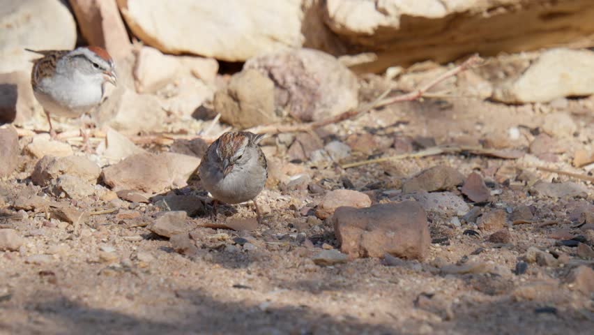 Birds and animals in southeastern Arizona, USA. Filmed Spring of 2025