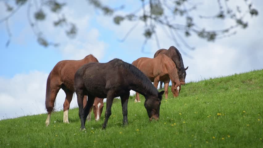 Herd or group of brown domestic horses grazing in a meadow on a pasture eating grass in the rural countryside