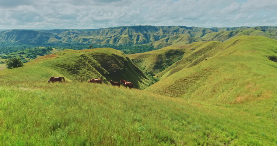 Sumba Island's breathtaking landscape unfolds, showcasing rolling green hills dotted with wild horses grazing peacefully under a cloudy sky, creating a serene and picturesque scene