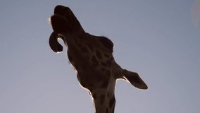 This atmospheric video captures the silhouette of a giraffes head from a low angle as it feeds during sunset. The warm golden light outlines the giraffe against the sky, while details of the face rema - Powered by Shutterstock - Get 15% off with code: PIKWIZARD15