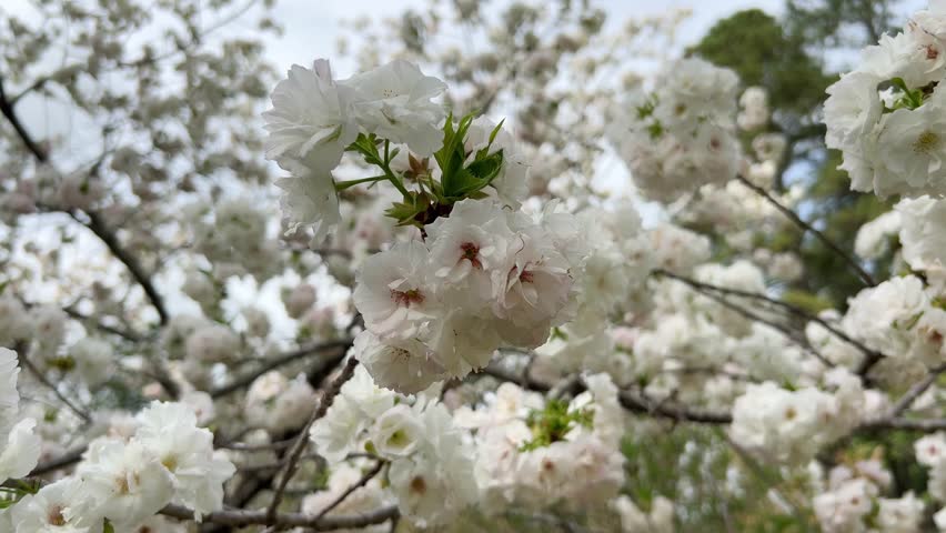 The stunning sight of blooming cherry blossom trees during the enchanting springtime season