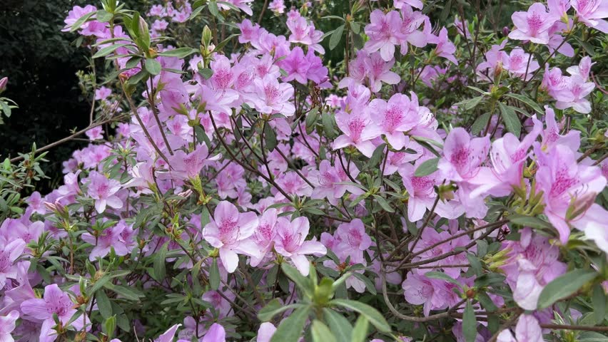 The pink azalea flowers bloom in spring, creating a vibrant and captivating display of natures beauty