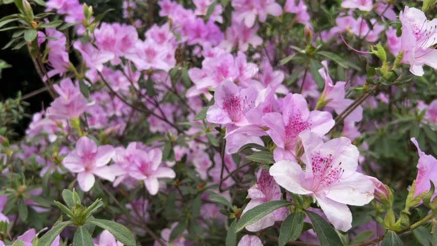 A vibrant pink azalea flowers that beautifully showcase their natural elegance and charm