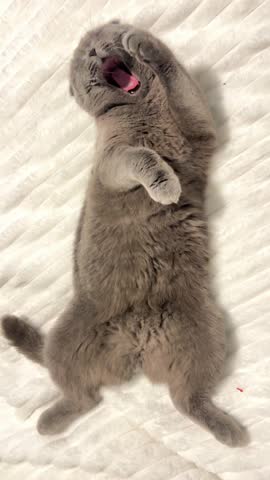 A gray cat is relaxing and grooming while showing off its soft, fluffy fur and happiness
