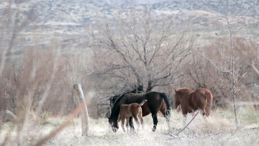 Family of Horses Sharing a Moment Together Behind Trees, in Patagonia, Rio Negro Province, Argentina