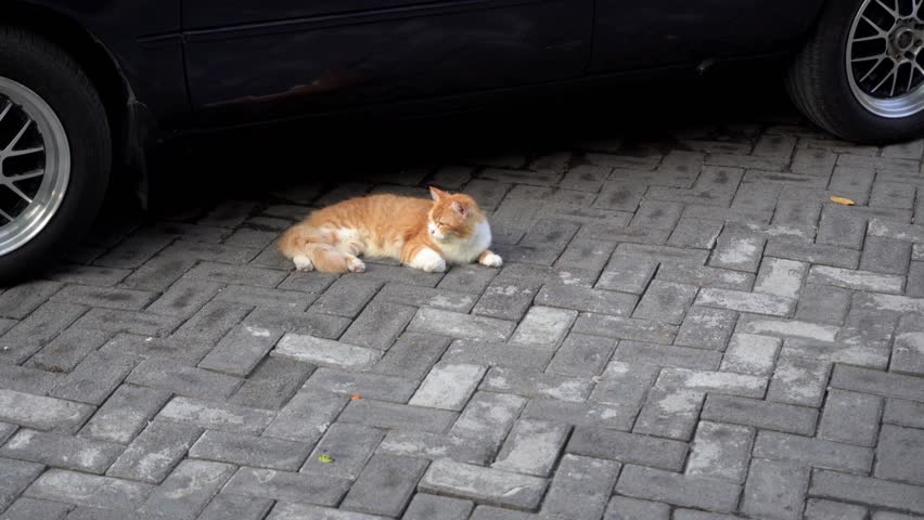 Look funny of cat on street with brown color