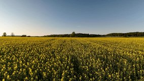 Aerial video of a vibrant yellow flower field bathed in warm sunset light. Captures peaceful rural beauty and golden hour ambiance from a drone’s perspective.

 - Powered by Shutterstock - Get 15% off with code: PIKWIZARD15