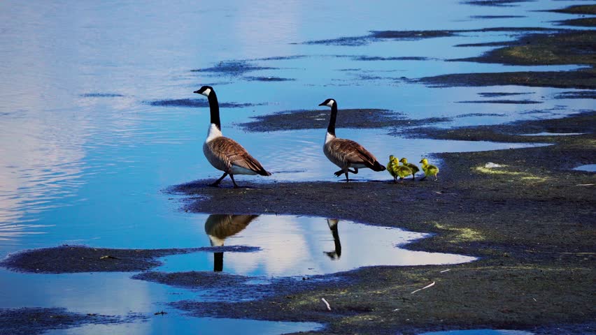 A pair of Canadian geese walks with four newborn goslings toward the lake. The family then swims together in perfect unity, capturing a peaceful spring wildlife moment.
