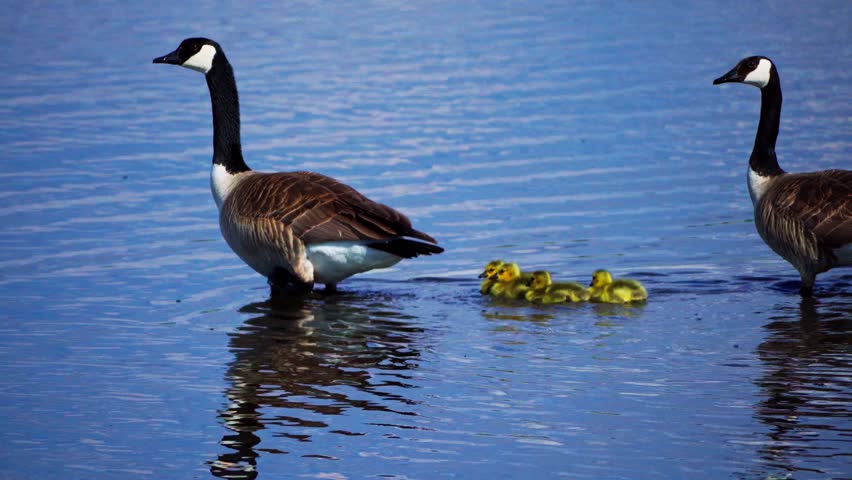 A pair of Canadian geese walks with four newborn goslings toward the lake. The family then swims together in perfect unity, capturing a peaceful spring wildlife moment.
