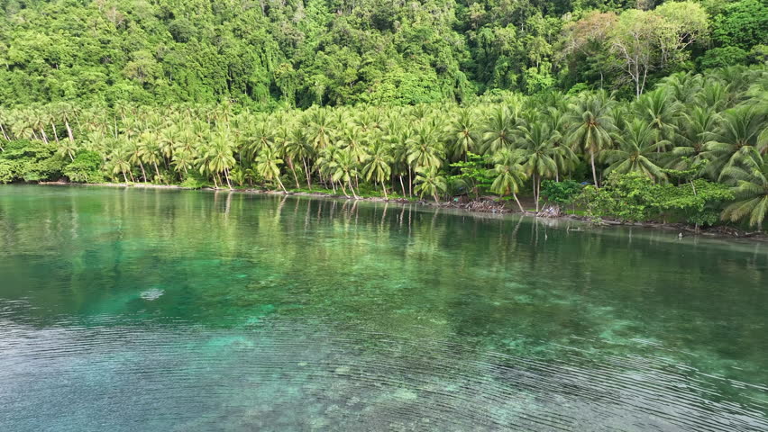 A shallow, healthy coral reef grows on the edge of a scenic, palm-covered tropical island near Halmahera, Indonesia. This beautiful area is home to an extraordinary array of marine biodiversity.