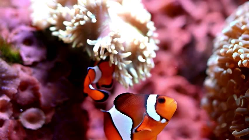 Vibrant clownfish darting among anemone tentacles in crystal-clear reef waters, showcasing colorful marine life and dynamic underwater habitat.