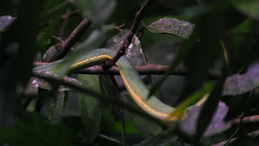 Slithering snake body South American rainforest jungle tropical Green Jararaca Pit Viper poisonous