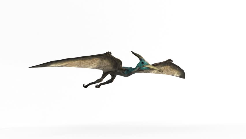 pteranodon sternberg 3d rendering animation. 3d and computer rendering animation video with 4k resolution.