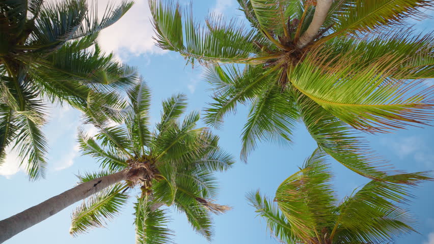 Experience the serene beauty of palm trees swaying under the blue sky in Key West, Florida. This enchanting place is perfect for relaxation amid stunning sunrises and breathtaking sunsets