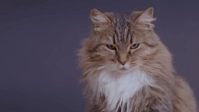Sleepy white Persian cat in a cat cafe.Portrait of a gray tabby kitten looking up and slightly to viewers left - Powered by Shutterstock - Get 15% off with code: PIKWIZARD15