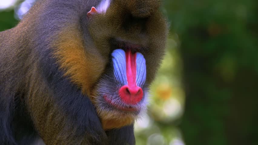 Mandrill, mandrillus sphinx, Portrait of Male