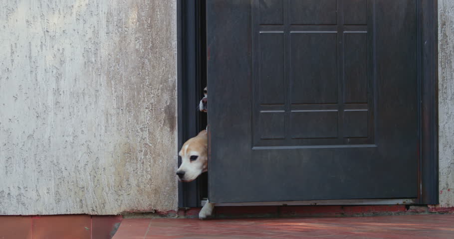 Beagle dogs rushing out of a house's door create a lively and energetic scene, showcasing their playful nature and excitement as they form a dynamic pack in motion