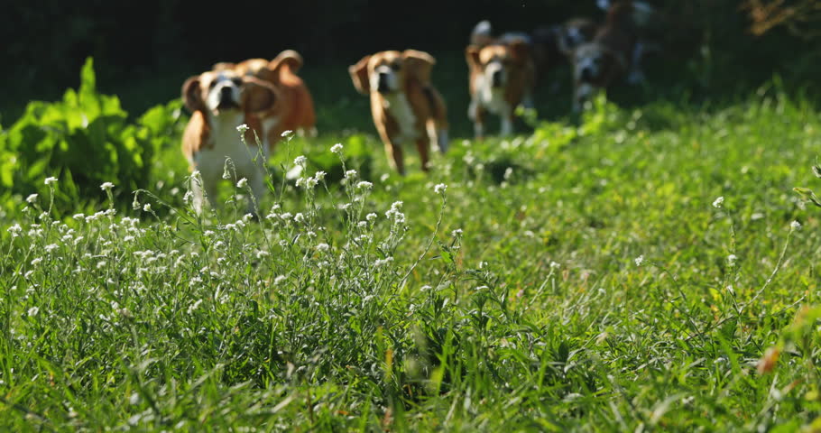 Group of Beagle dogs joyfully running across vibrant green grass in a sunny field, relishing the warmth of a beautiful day outdoors and enjoying their playful freedom