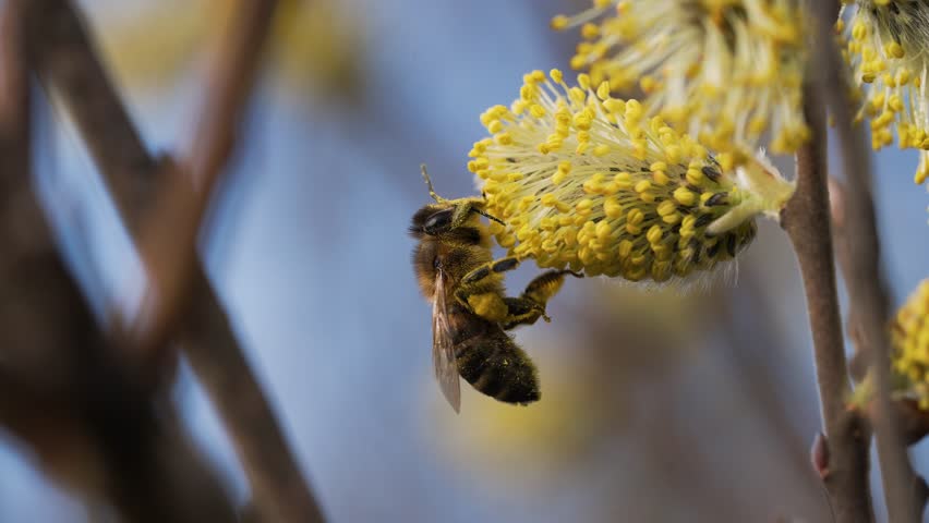 Industrious european honey bee foraging, collecting golden nectar and pollen from vibrant yellow flower blossom amid blurred natural background