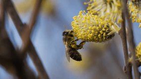 Industrious european honey bee foraging, collecting golden nectar and pollen from vibrant yellow flower blossom amid blurred natural background - Powered by Shutterstock - Get 15% off with code: PIKWIZARD15