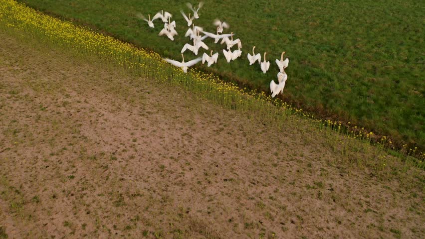Vast green field under a cloudy sky at dusk, with a flock of cranes flying into distant horizon.